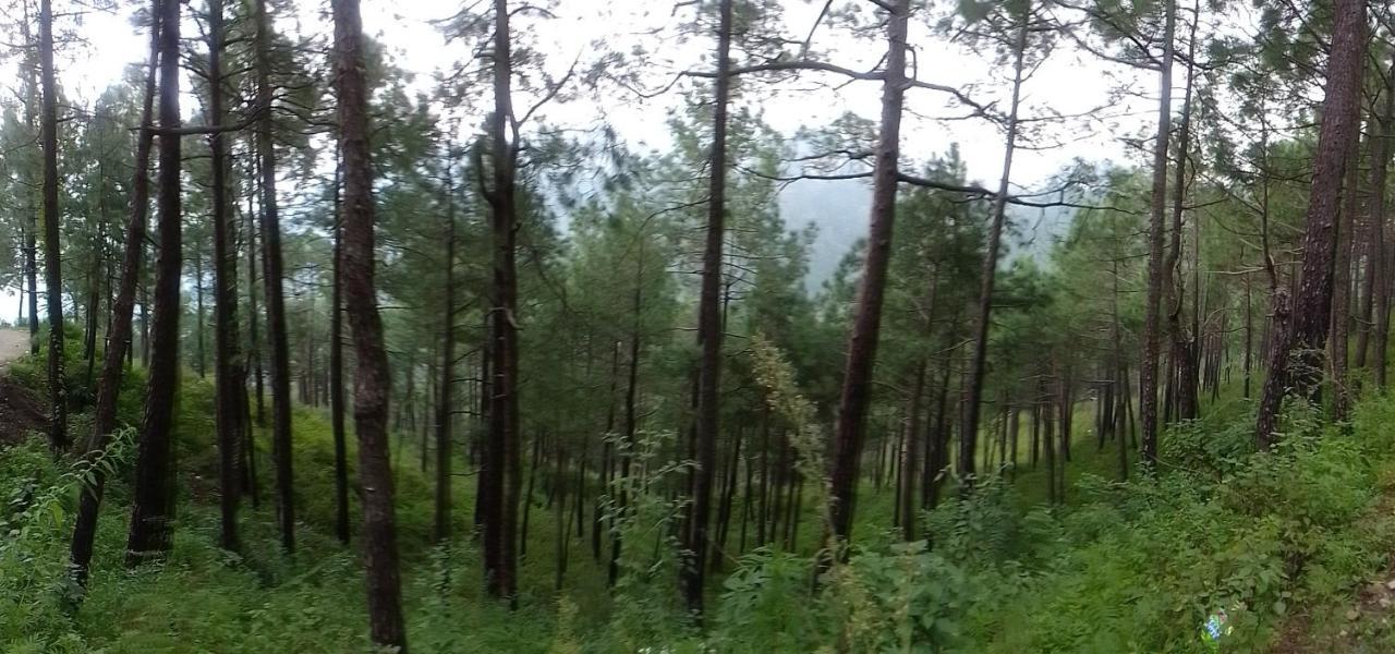 Thakur Homes- Couple And Family Friendly Homestay Shimla Exteriör bild